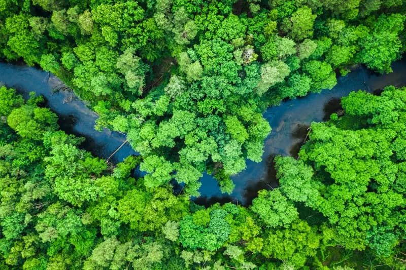 Aerial view of a river winding through dense green forest